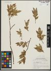 Foto von Salix rigida Muhl.